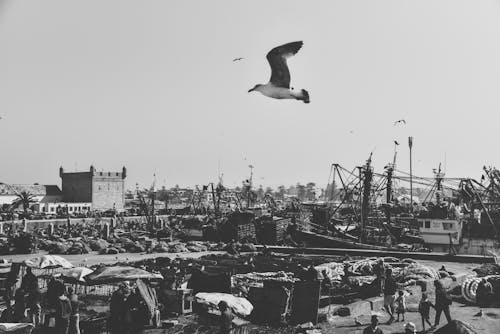 Fotos de stock gratuitas de animal, barcos, blanco y negro