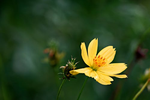 Fotos de stock gratuitas de azufre cosmos, crecimiento, de cerca