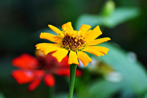 Free Close-up of a vibrant yellow zinnia flower with lush green background, capturing nature's beauty. Stock Photo