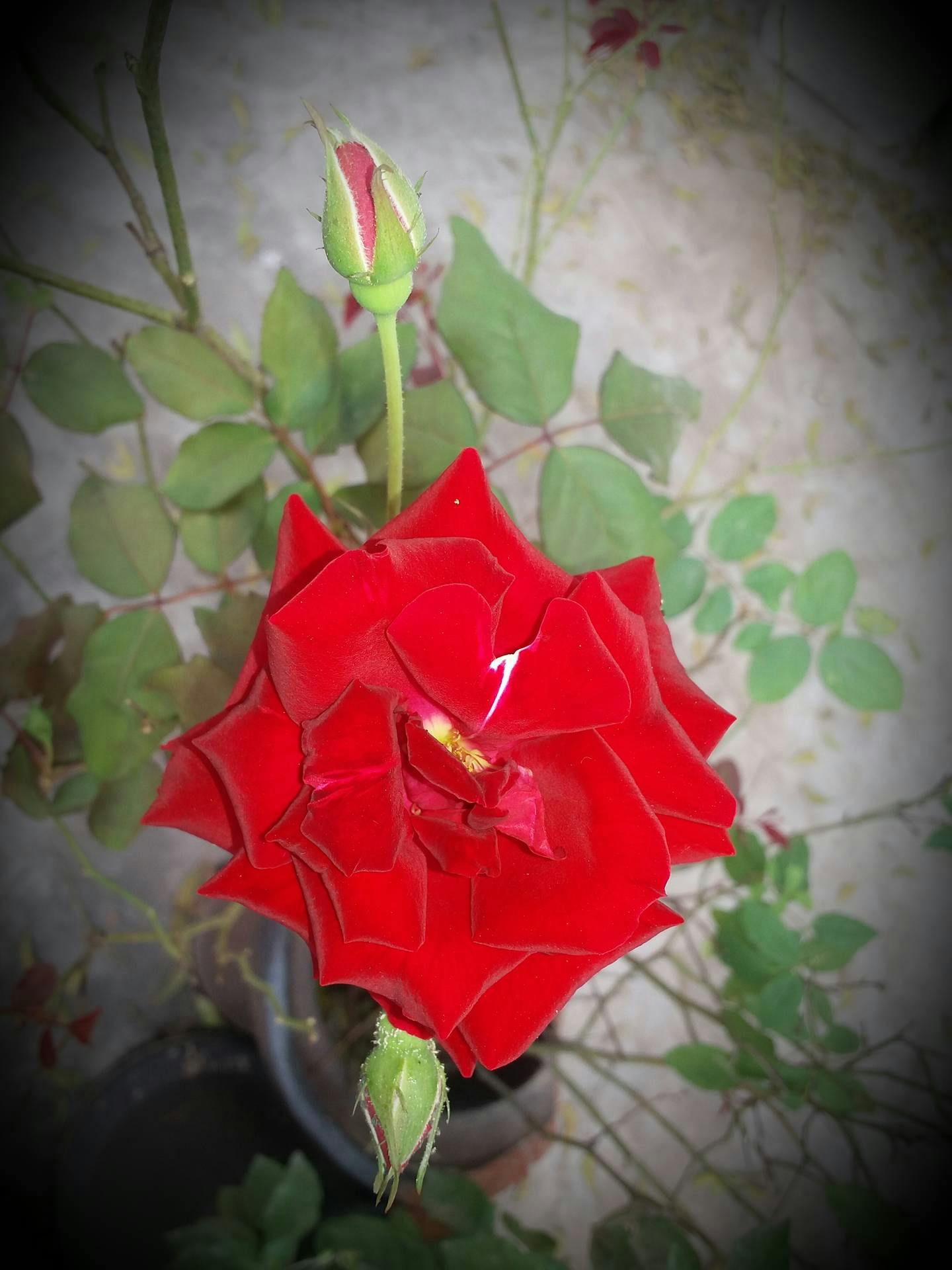 Free stock photo of rose plant