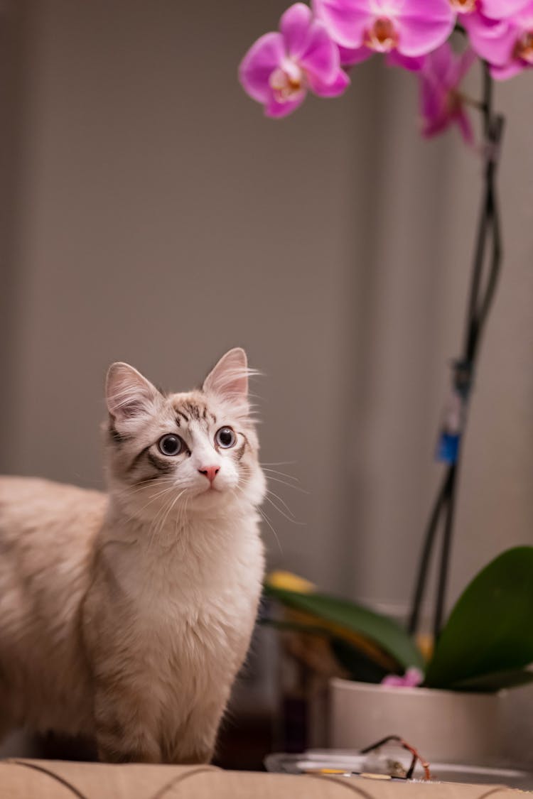 Cute Cat And A Purple Orchid 