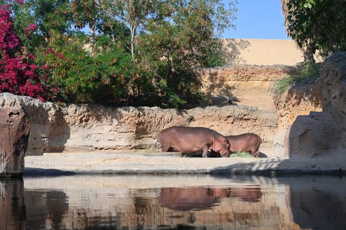 Free Two hippopotamuses resting by the water in Al Ain Zoo, surrounded by natural rock and foliage. Stock Photo