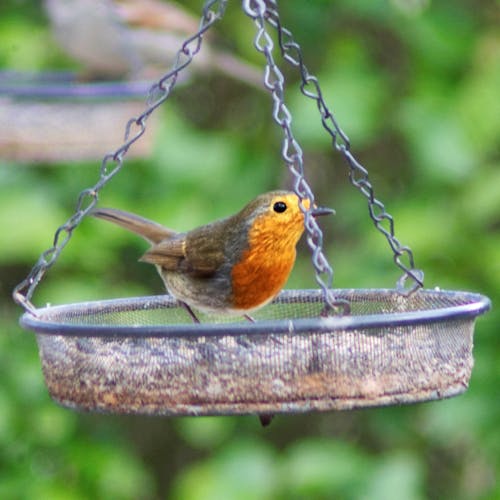 Free stock photo of beautiful nature, bird, bird feeder