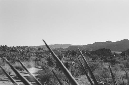 Black and White Photo of the Plants in the Dessert
