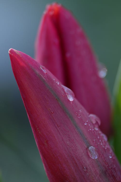 Close-Up Shot of Water Droplets on Blooming Red Tulip