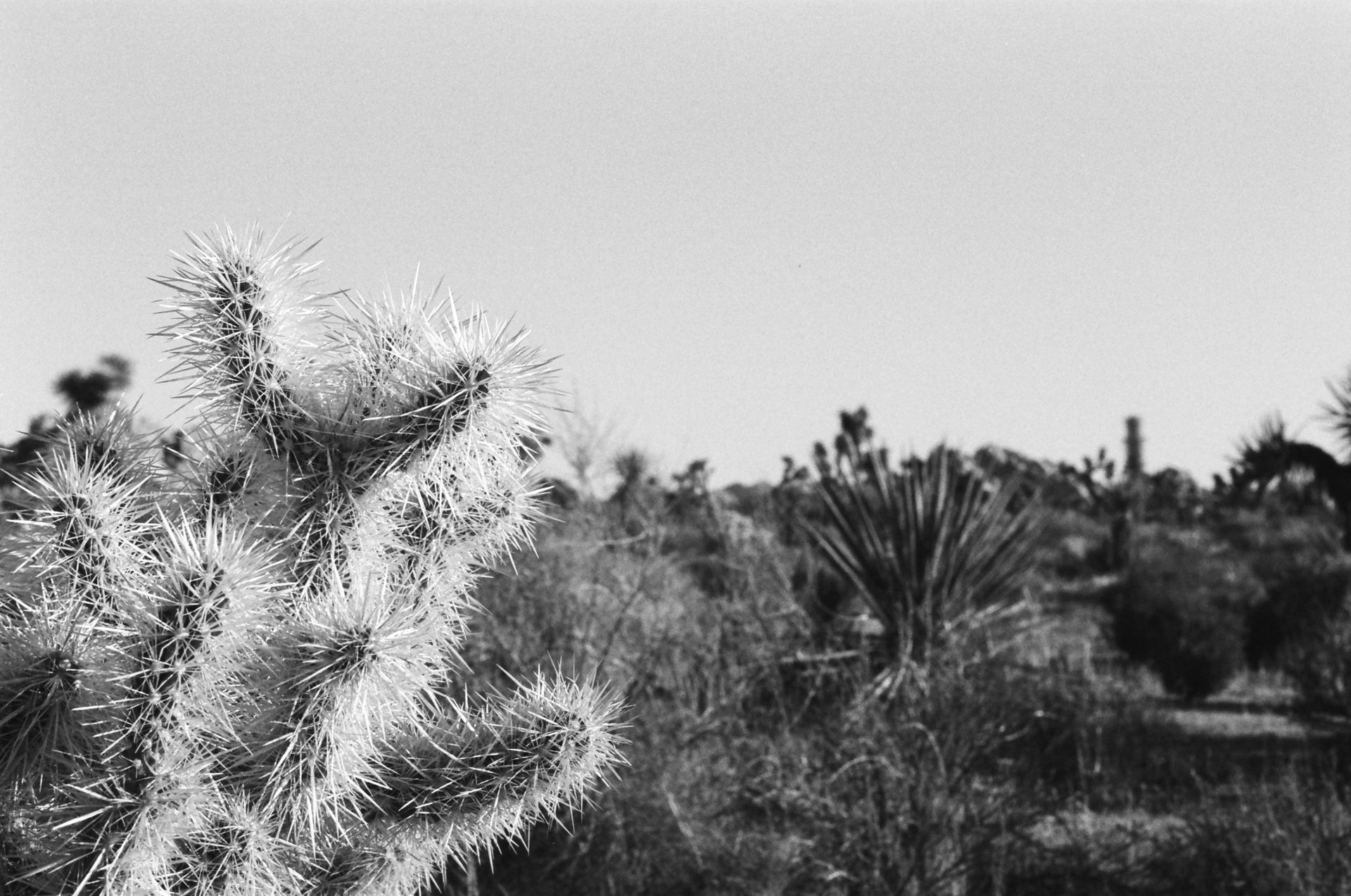 Monochrome image of a cactus in the arid California desert landscape.