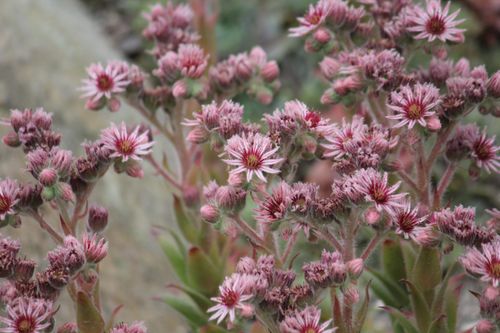 Free Delicate pink succulent flowers in full bloom showcasing natural beauty. Stock Photo