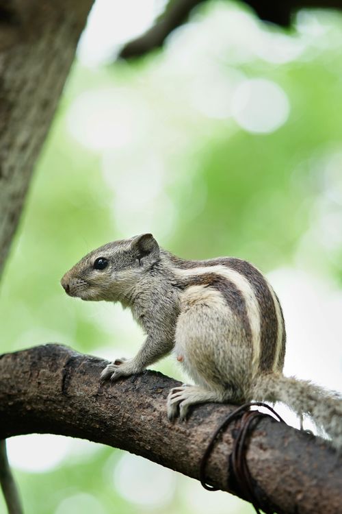 Free Close-up of an Indian palm squirrel perched on a tree branch in natural surroundings. Stock Photo