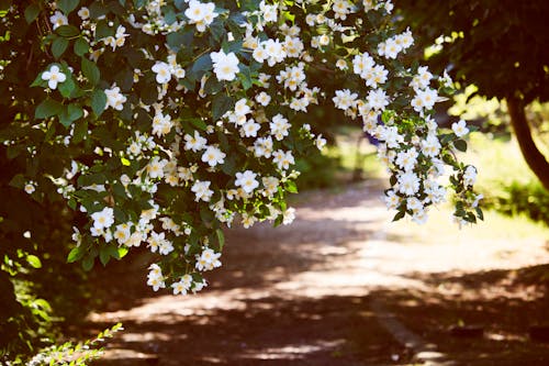 Beyaz Petaled çiçekler