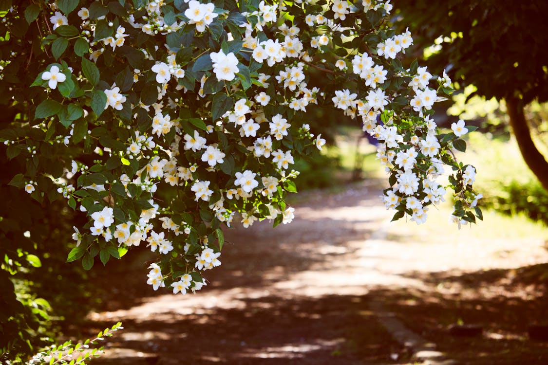 Flores De Pétalas Brancas