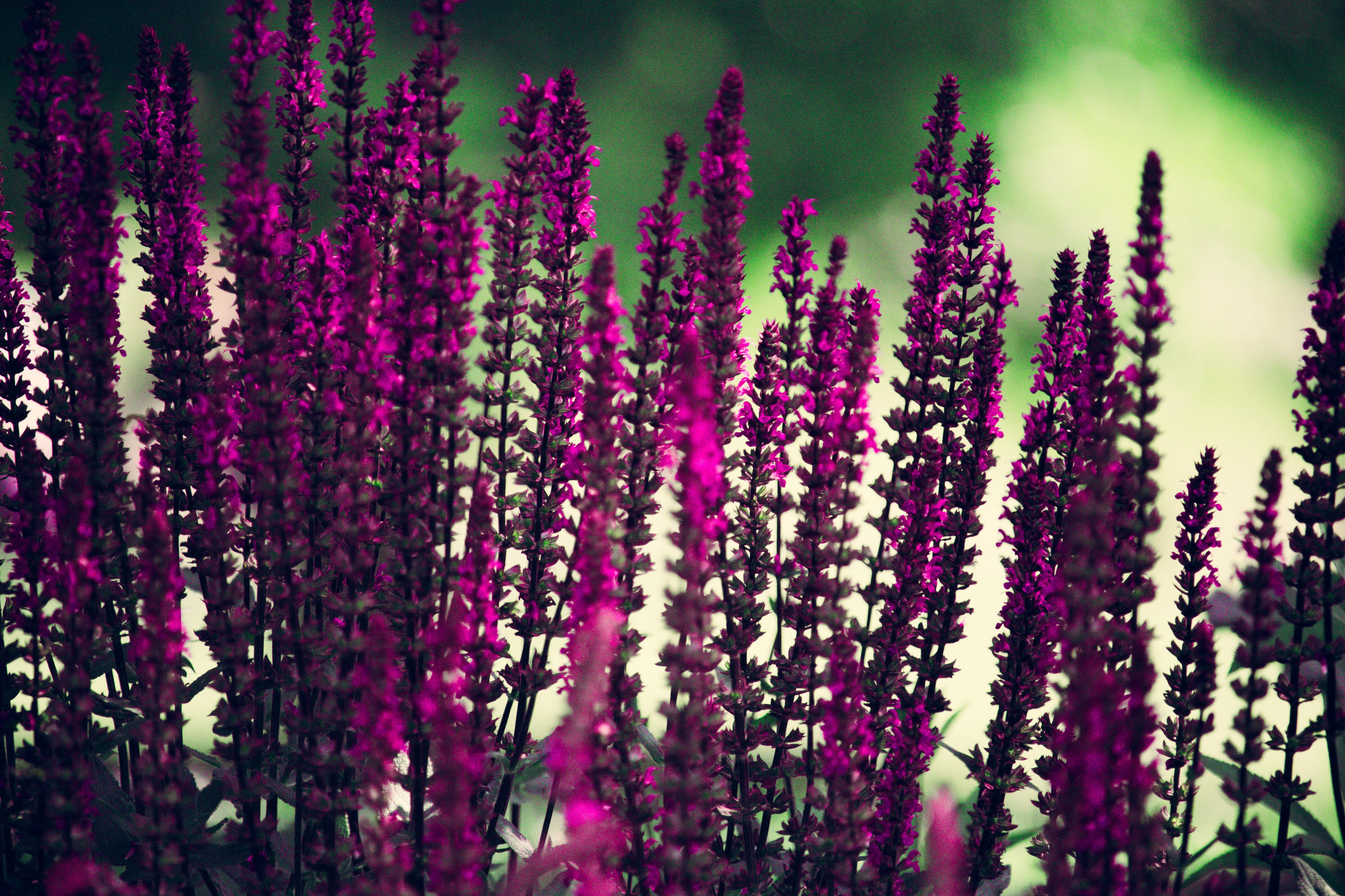 夏日阳光下，花园里充满活力的紫色羽扇豆特写