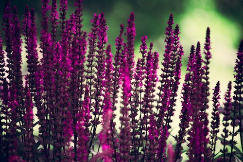 Фиолетовые цветы лаванды Фотография с выборочной фокусировкой