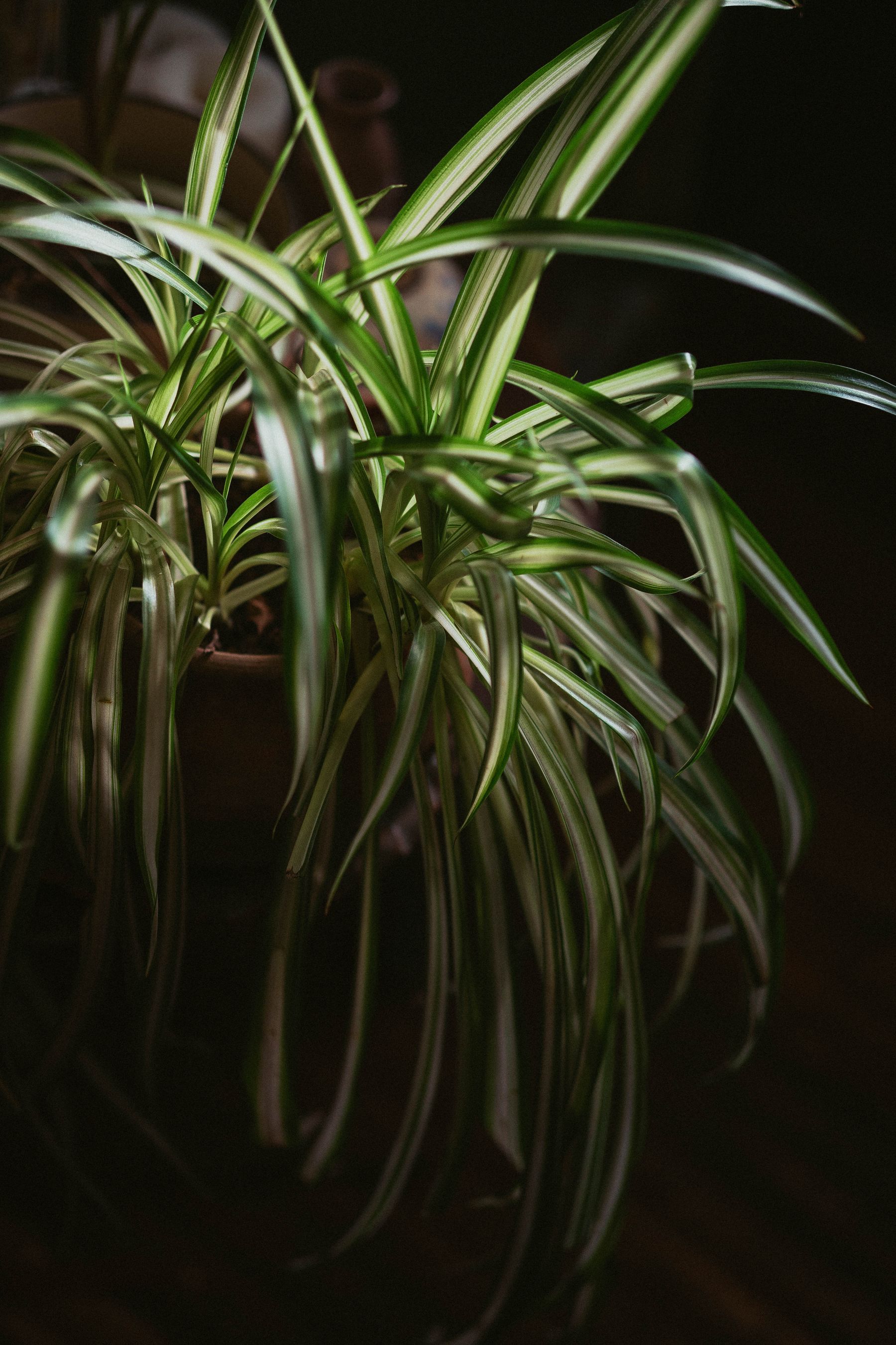 1. They Can Help Improve Indoor Air Quality 1. They Can Help Improve Indoor Air Quality