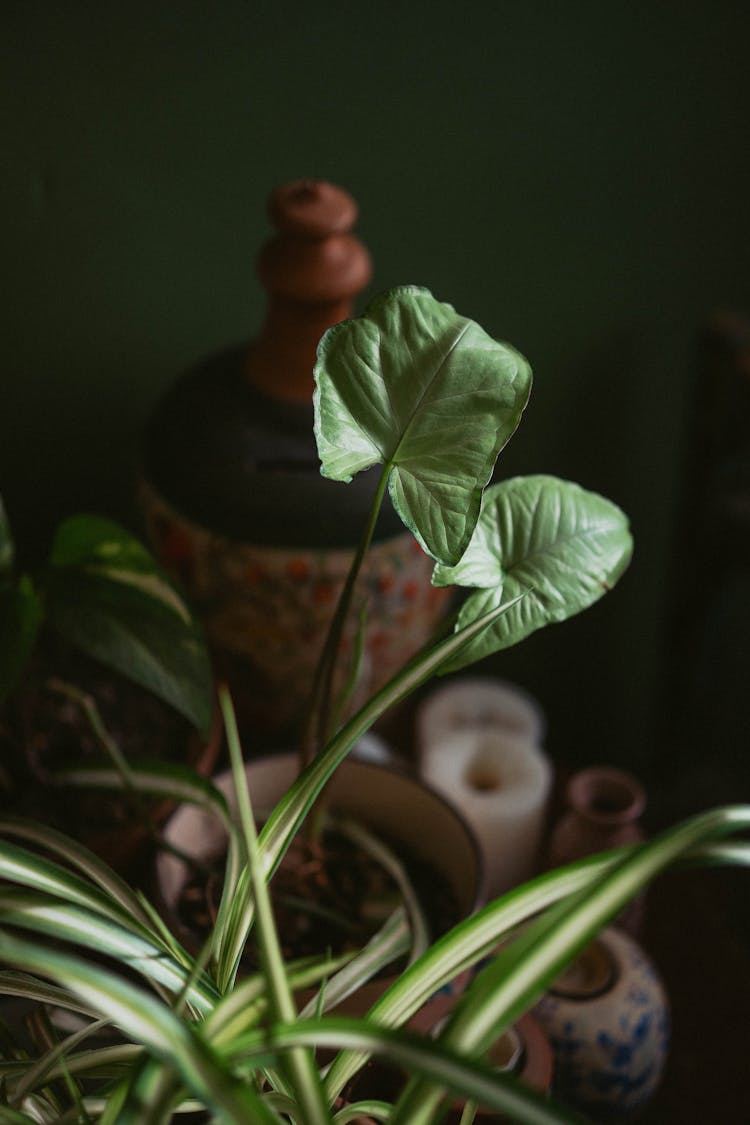 Close-Up Shot Of An Arrowhead Plant