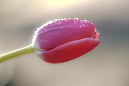 Free Macro Photography of a Pink Tulip Flower Bud Stock Photo
