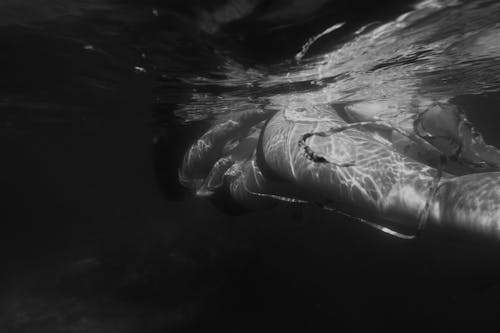 Monochrome Shot of a Woman Swimming Underwater
