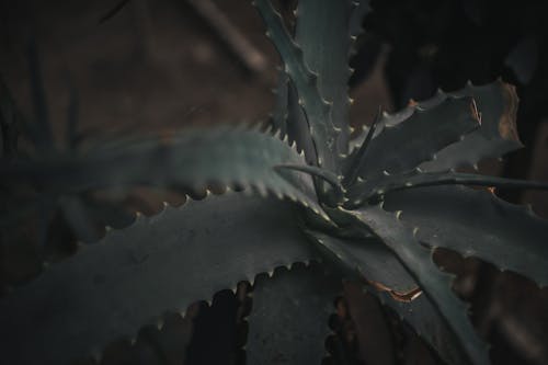 Close-Up Shot of Aloe Vera Plant