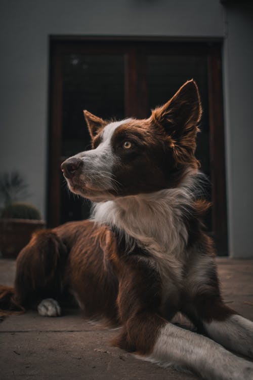 Free Animal Portrait of a Cute Border Collie Stock Photo