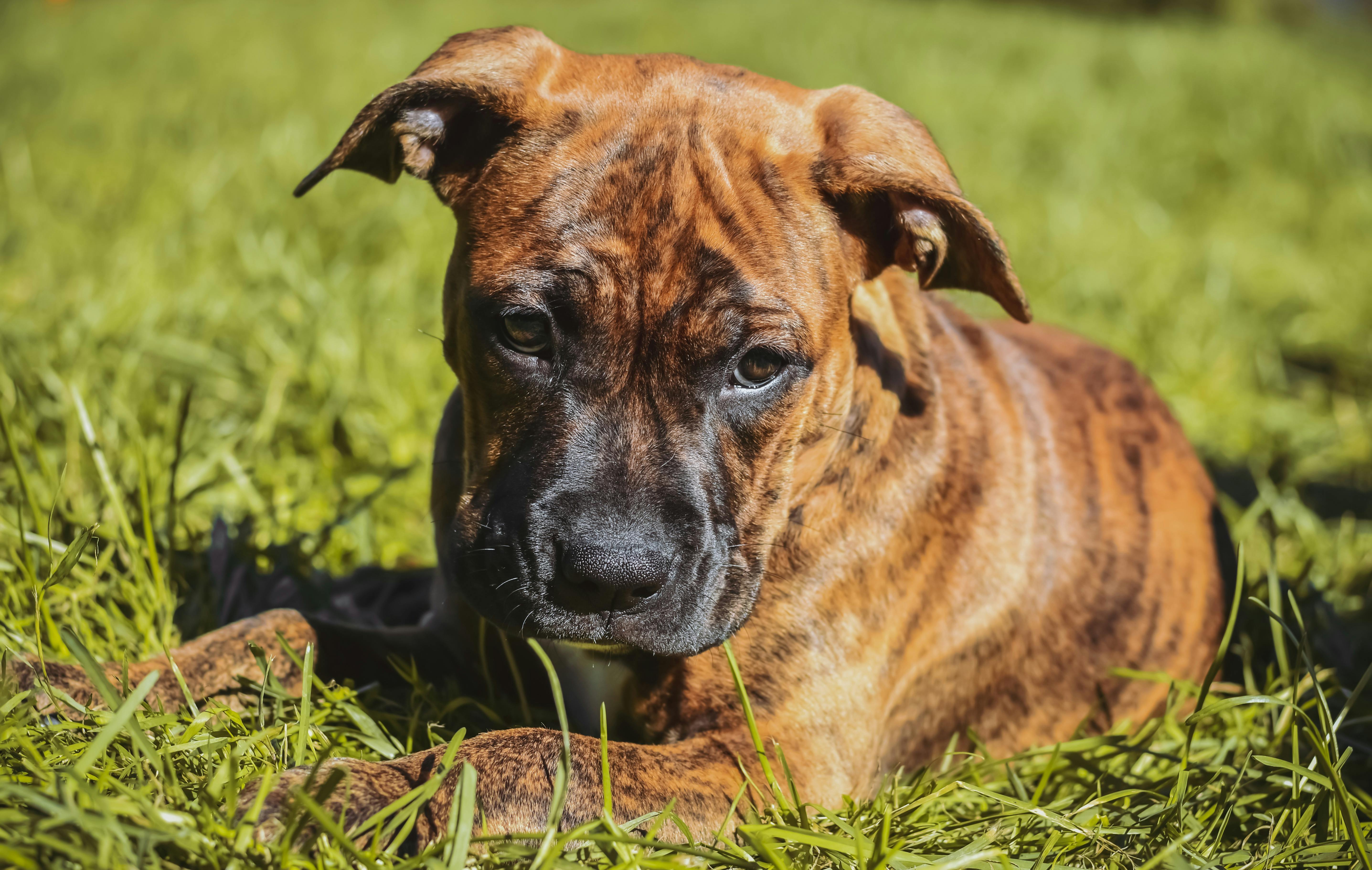 Brown and Black Short Coated Dog · Free Stock Photo