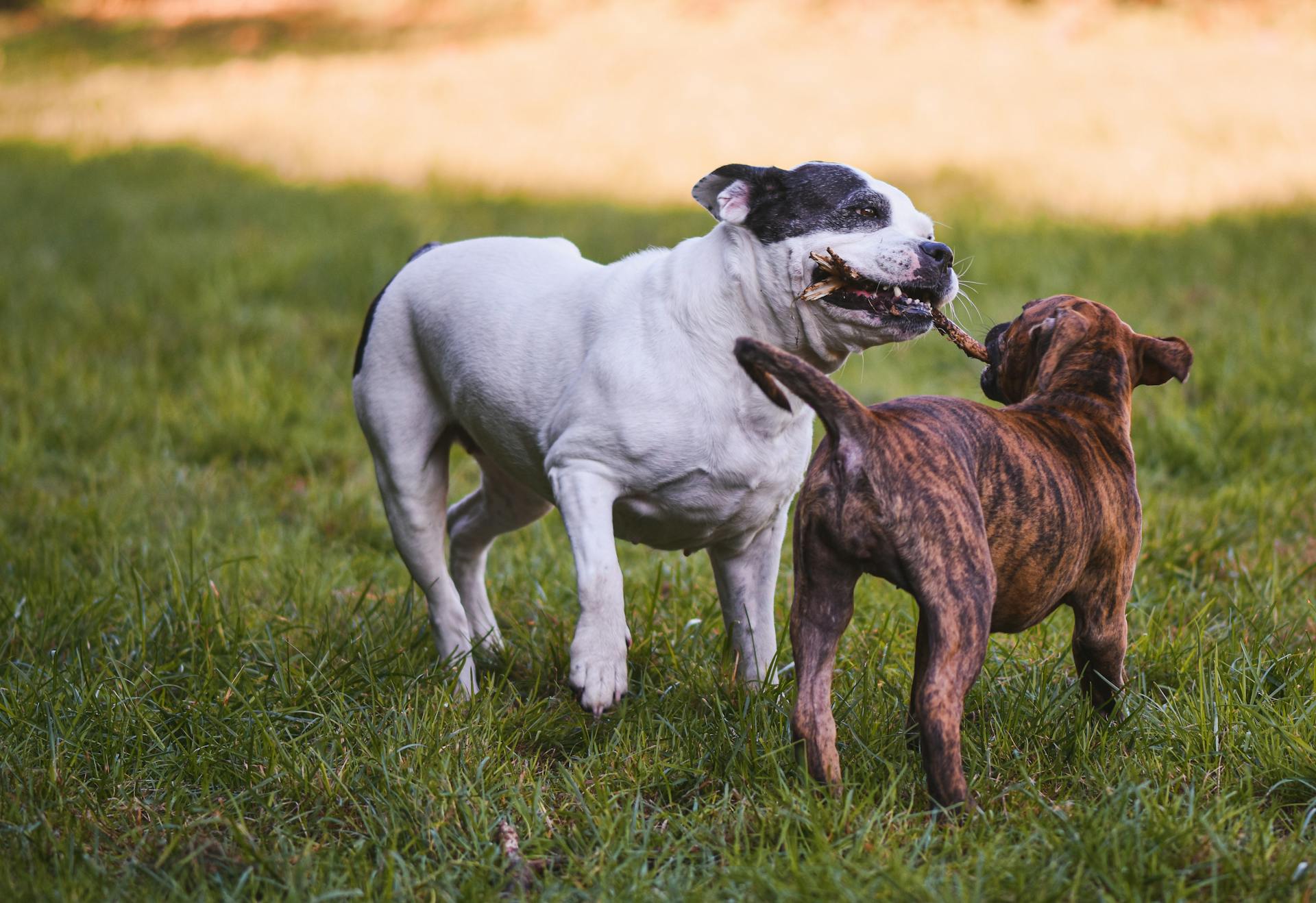 Photo of Dogs Playing