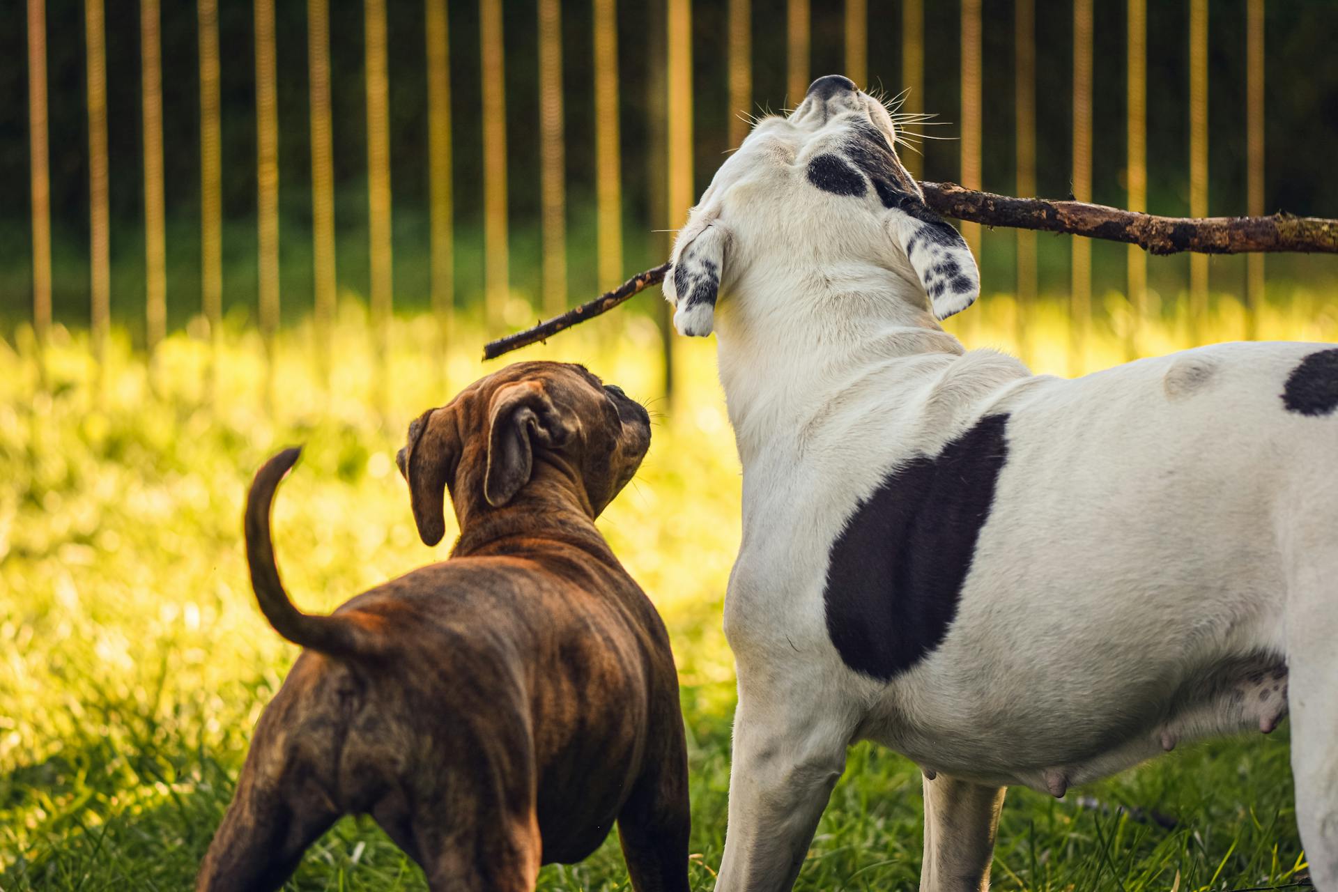 Dogs Playing with Stick