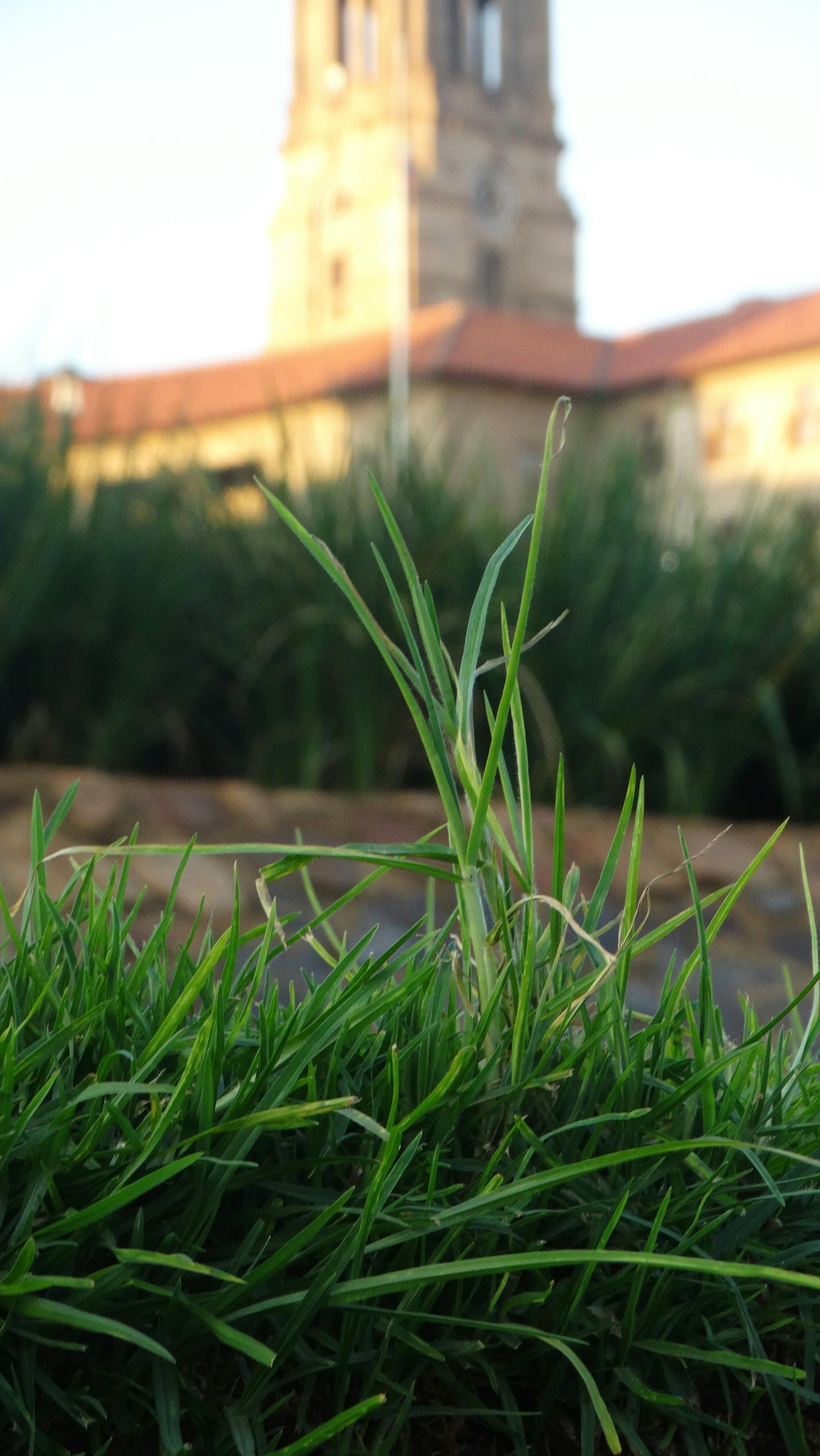 Free stock photo of green grass, old building