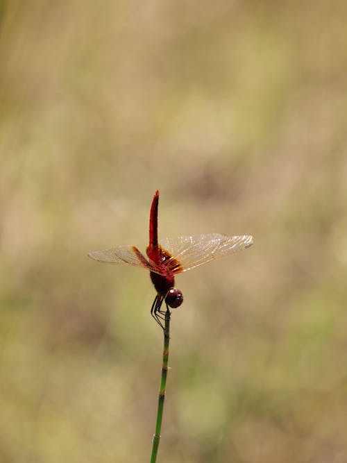 A Red Dragonfly Perched on Green Stem 