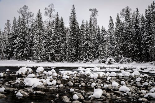 A Green Pine Trees on Snow Covered Ground