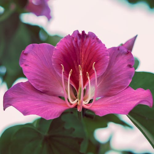 Close Up Photo of Pink Flower