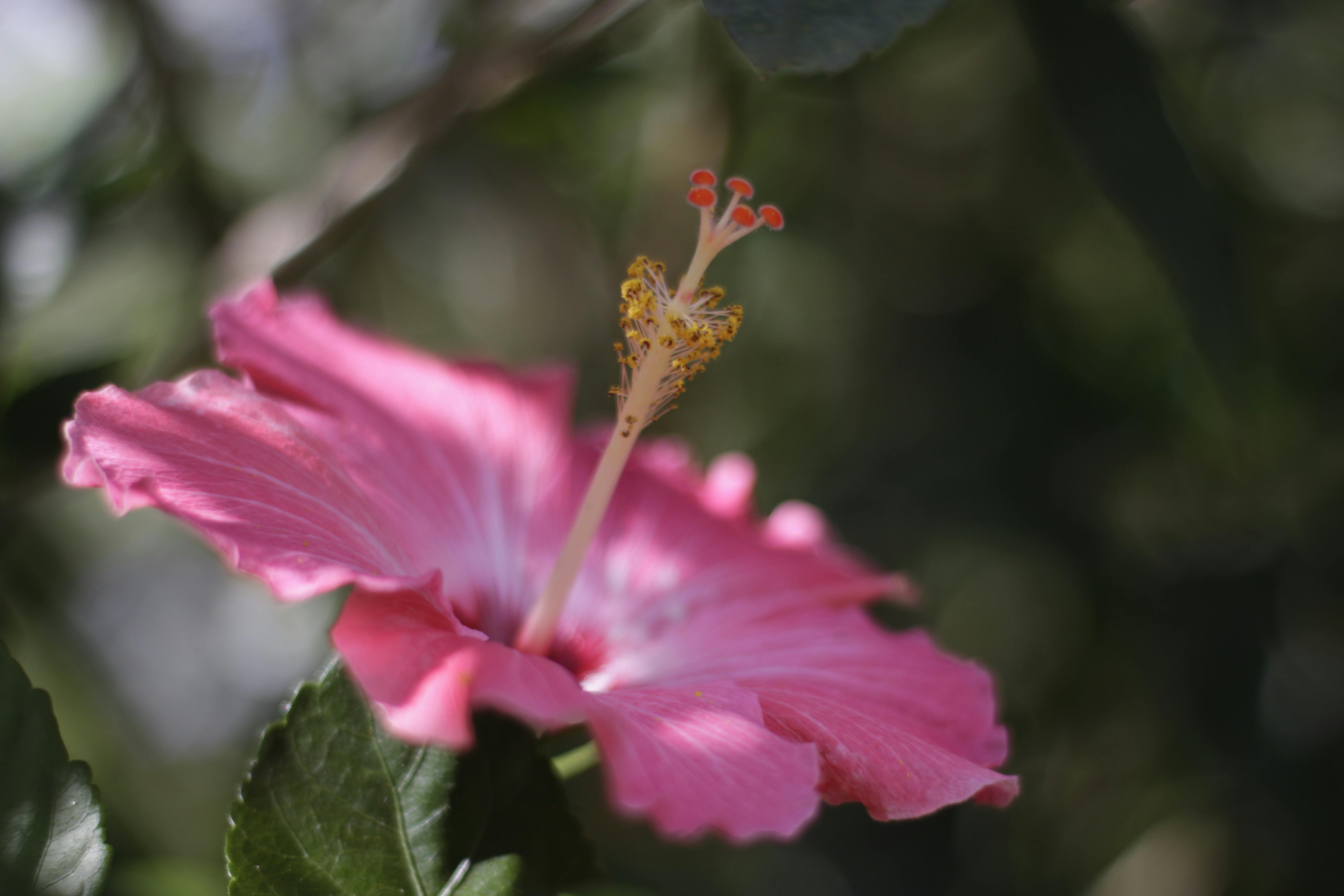 Detailed view of a pink hibiscus flower with a focus on its stamen, set against a blurred natural background.