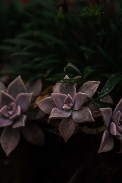 Free A striking close-up of ghost plants with violet petals contrasted against dark green leaves. Stock Photo