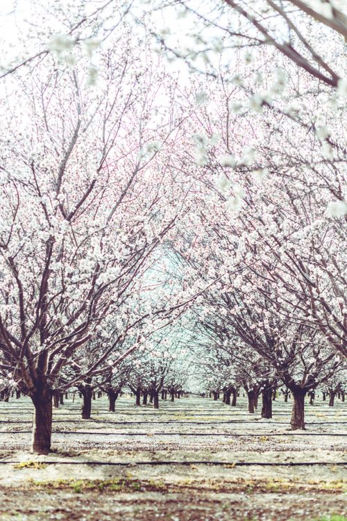 Free Scenic almond orchard in full bloom, showcasing pink flowers under a sunny California sky. Stock Photo