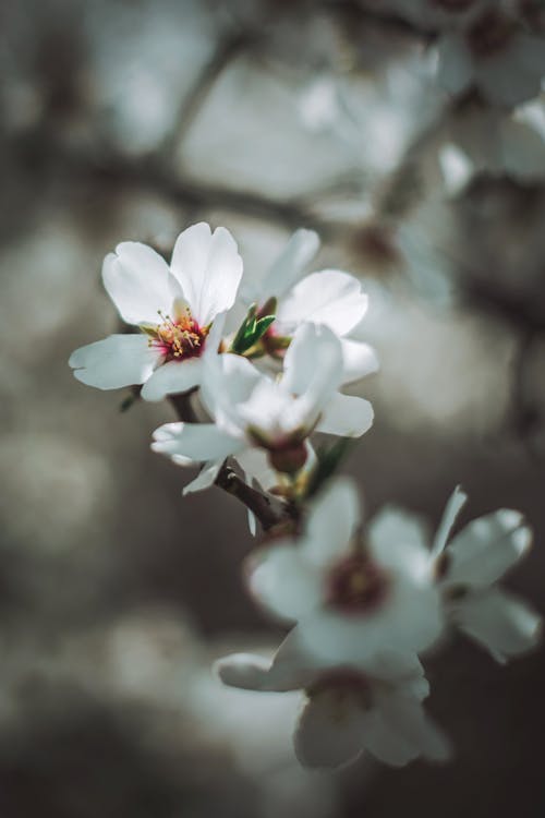 Gratis arkivbilde med blomster, blomsterblad, hvite blomster