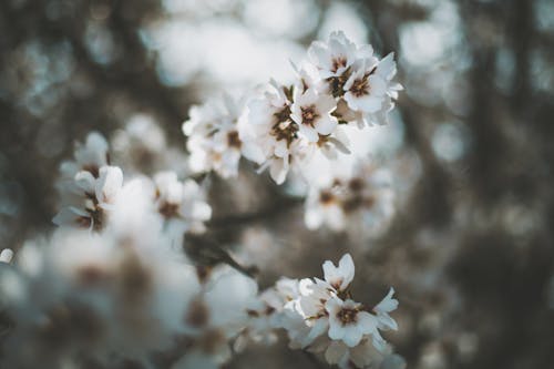 杏仁花, 特写, 白色的花朵 的 免费素材图片