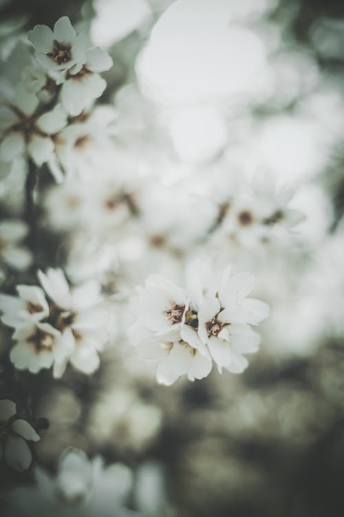 Beyaz çiçekler, çiçek fotoğrafçılığı, çiçeklenmek içeren Ücretsiz stok fotoğraf