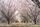 orchard