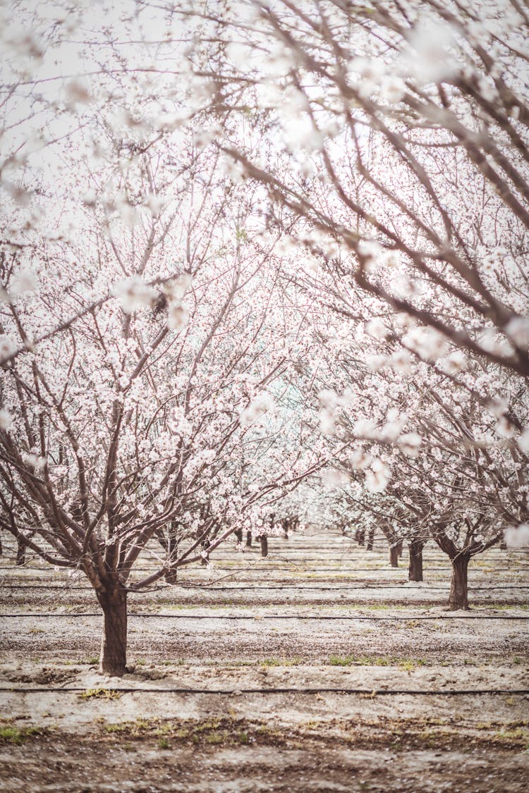 An Almond Orchards In Bloom