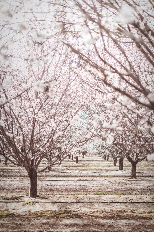 Free A serene view of almond trees in full bloom, capturing the essence of spring in Arvin, CA. Stock Photo