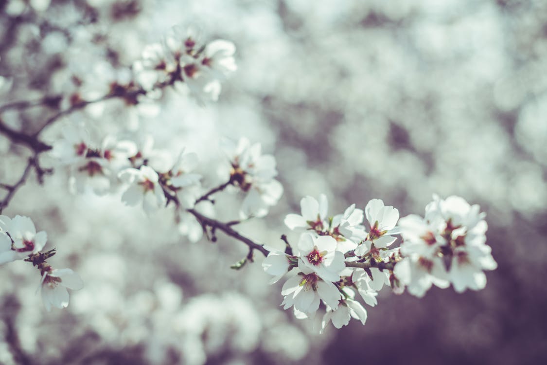 Foto de stock gratuita sobre de cerca, enfoque selectivo, floreciente, flores  blancas, flores de almendro, fotografía de flores
