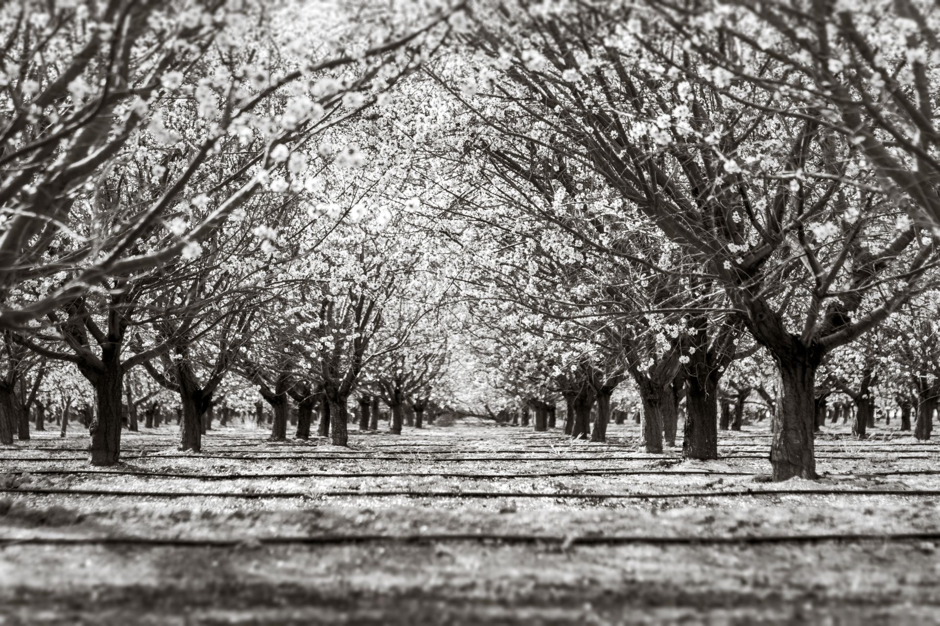 A stunning almond orchard in Arvin, California, showcasing beautiful blossom-laden trees.