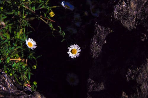 Fotos de stock gratuitas de flor, flores, negro