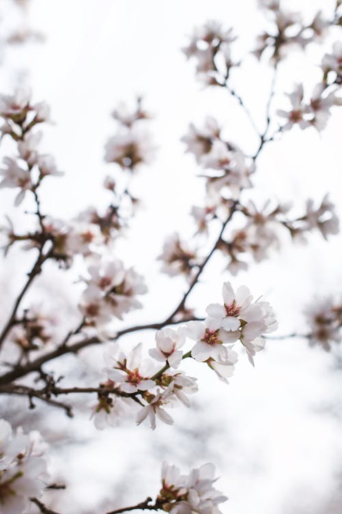 Free Almond Blossoms in Close Up Photography Stock Photo