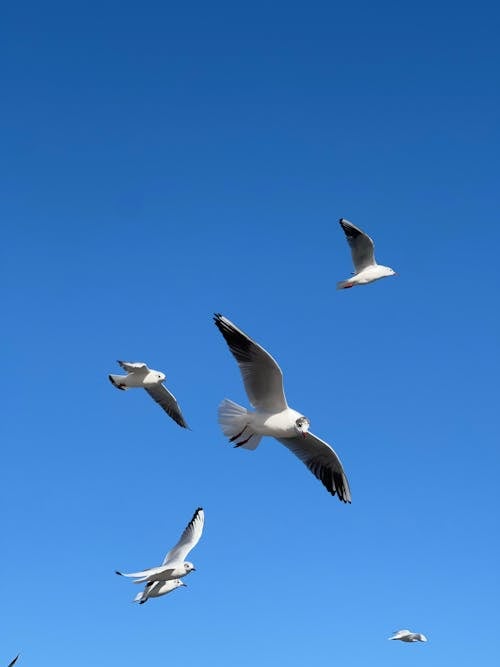 Free White and Black Birds Flying Under the Blue Sky Stock Photo