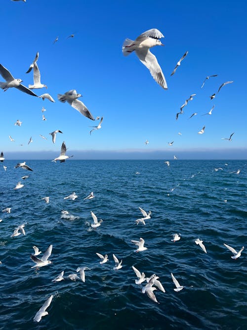 Free Birds Flying over the Sea Stock Photo