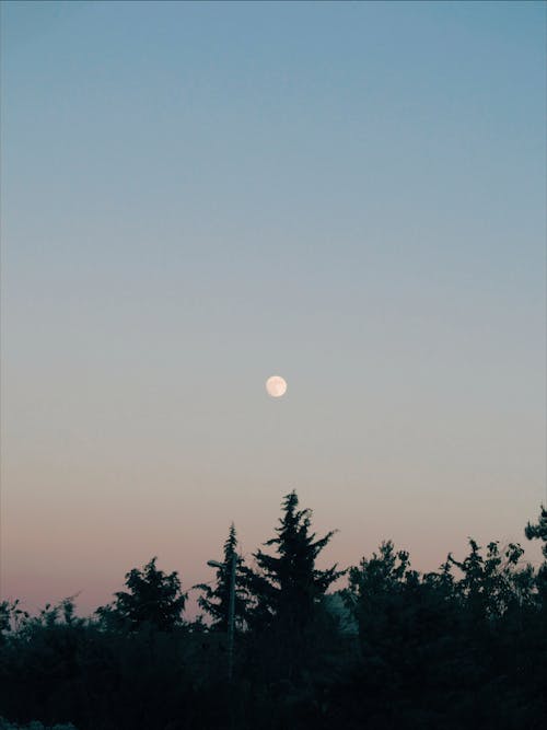 Kostenloses Stock Foto zu bäume, blauer himmel, mond