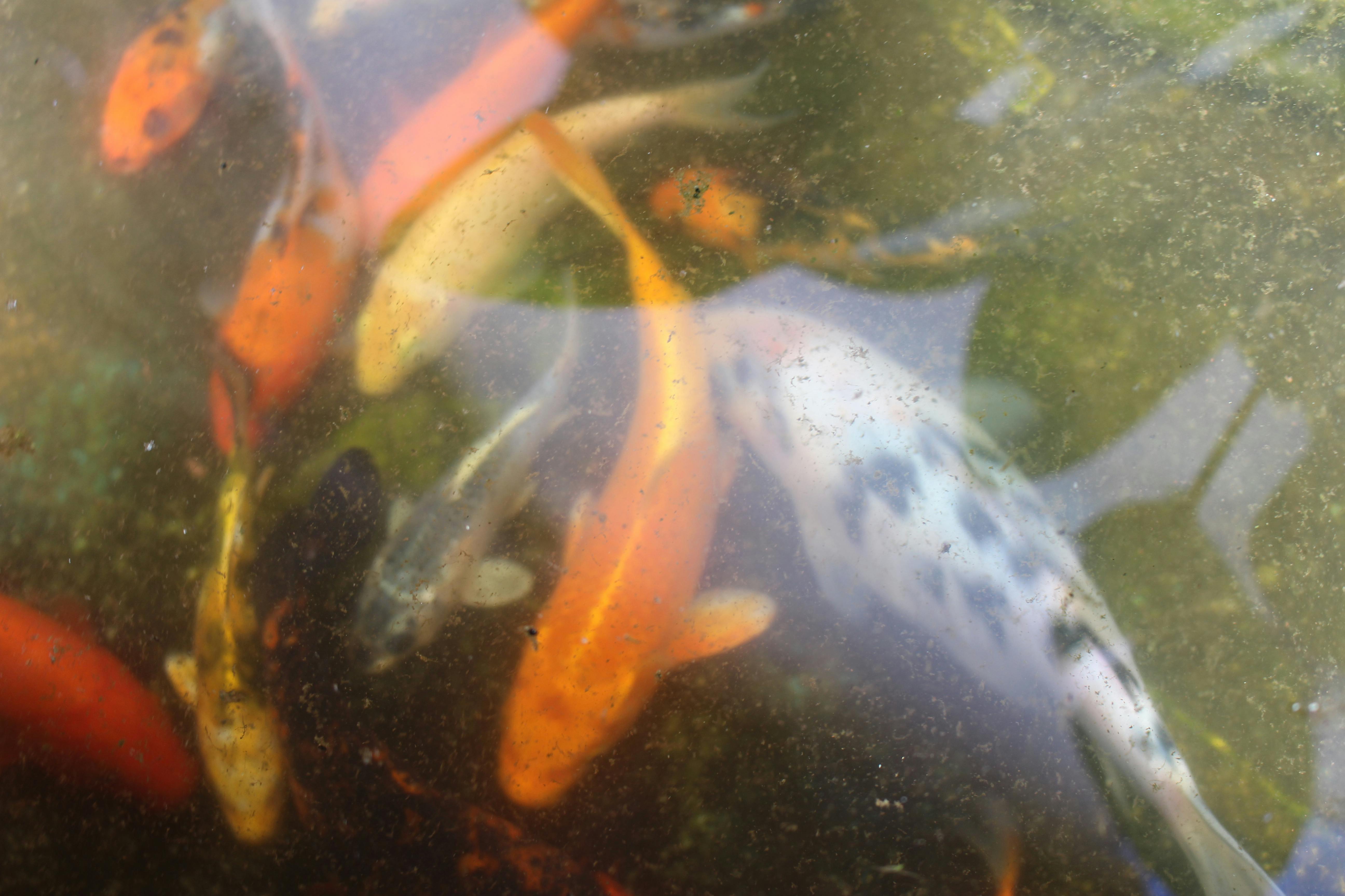 Free stock photo of aquatic animal, freshwater, Koi Fish