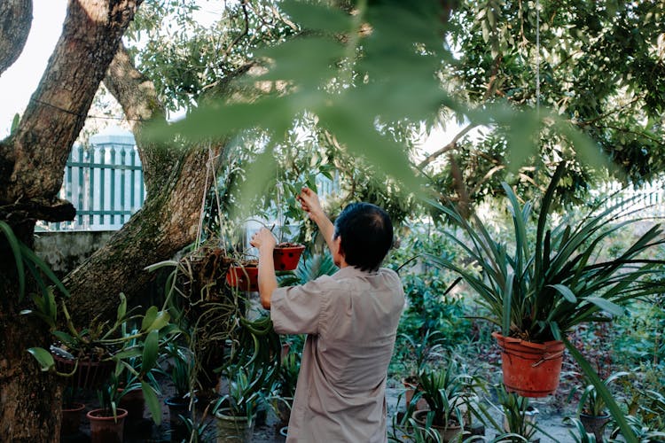 A Man Hanging Plant On The Tree Trunk