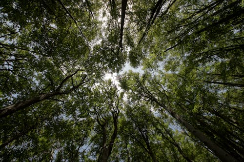 Ingyenes stockfotó alacsony szögű felvétel, erdő, erdő háttér témában