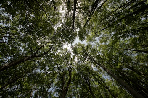 Photographie D'ange Bas D'un Arbre Pendant La Journée