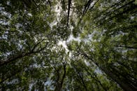 克罗地亚利甘杰森林树冠的宁静向上视图，展现了高大茂盛的树木